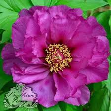 Morning Lilac ITOH Peony - Click Image to Close